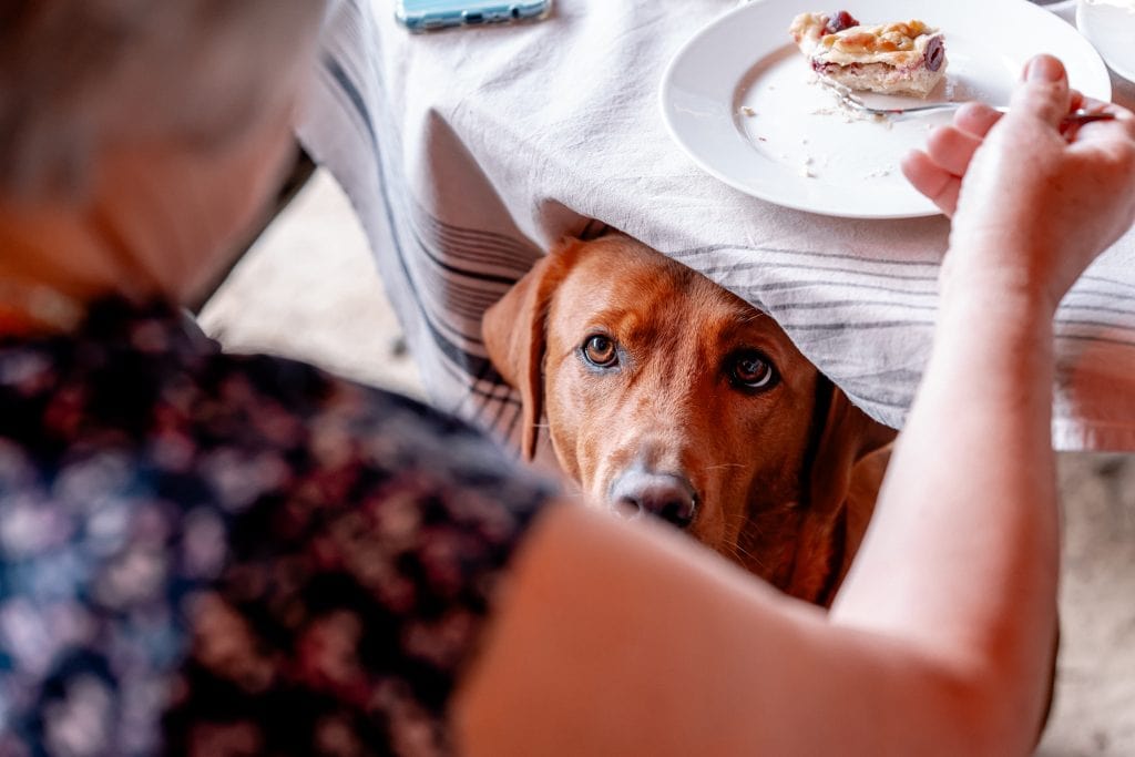 Hundefreundliches gesundes Leben in Berlin, Tipps für ganzheitliches Wohlbefinden.