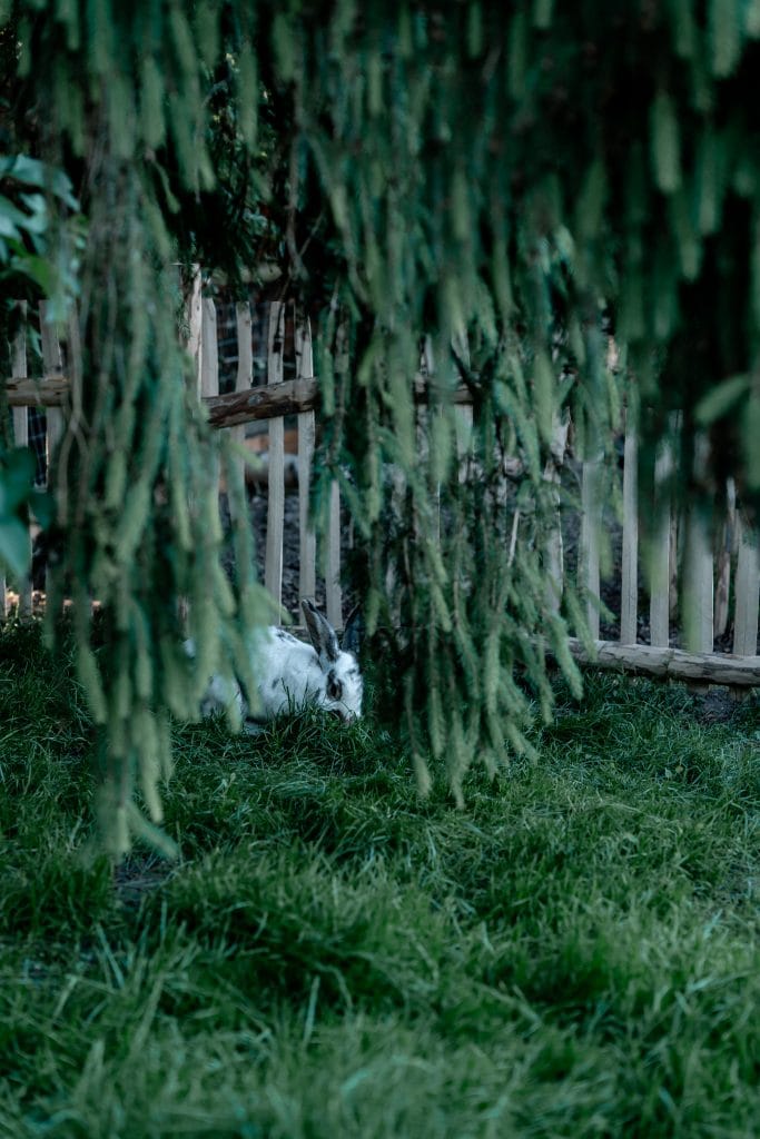 1. Hase im naturnahen Garten mit Zaun, umgeben von gr&uuml;nen Pflanzen, nachhaltige Tierhaltung,」.