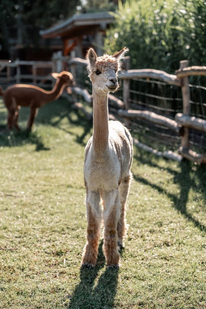 Alpaka auf Gut Leben Berlin, Natur, Tierliebe, nachhaltige Tierhaltung.