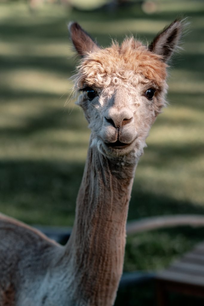 Niedliches Alpaka in der Natur, gut leben, Tierliebe, Berlin.