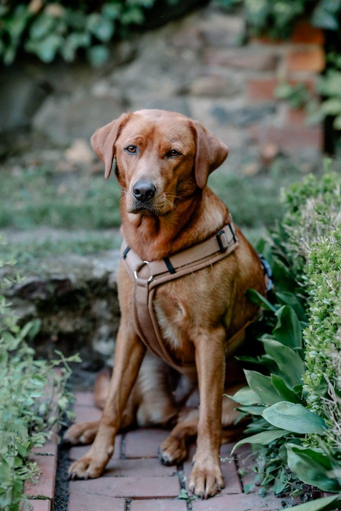 Hunde im Garten, Tierliebe, Natur, entspannte Atmosphäre, Gut Leben Berlin.
