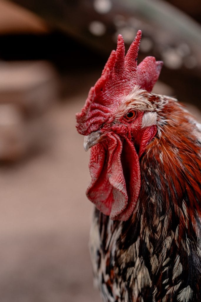 Glückliches Huhn mit roten Kamm und buntem Gefieder, artgerechte Haltung für gesunde Hühner.