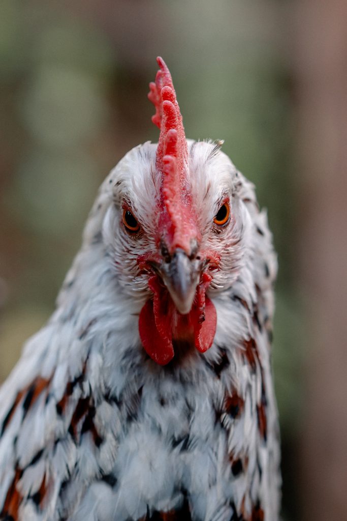 Huhn Nahaufnahme, ökologischer Landbau, nachhaltige Tierhaltung, Garten, Bio-Huhn, naturnahe Haltung, artgerechte Landwirtschaft, Gut Leben Berlin.