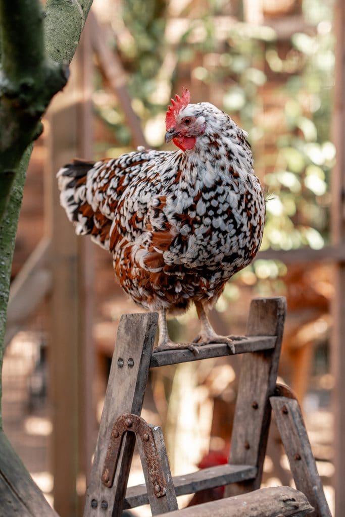 Huhn auf Leiter in freier Natur, nachhaltige Tierhaltung, Bio-Bauernhof, artgerechte Geflügelhaltung, grüner Lebensstil, Bio-Landwirtschaft, Tierwohl, umweltfreundliche Landwirtschaft.