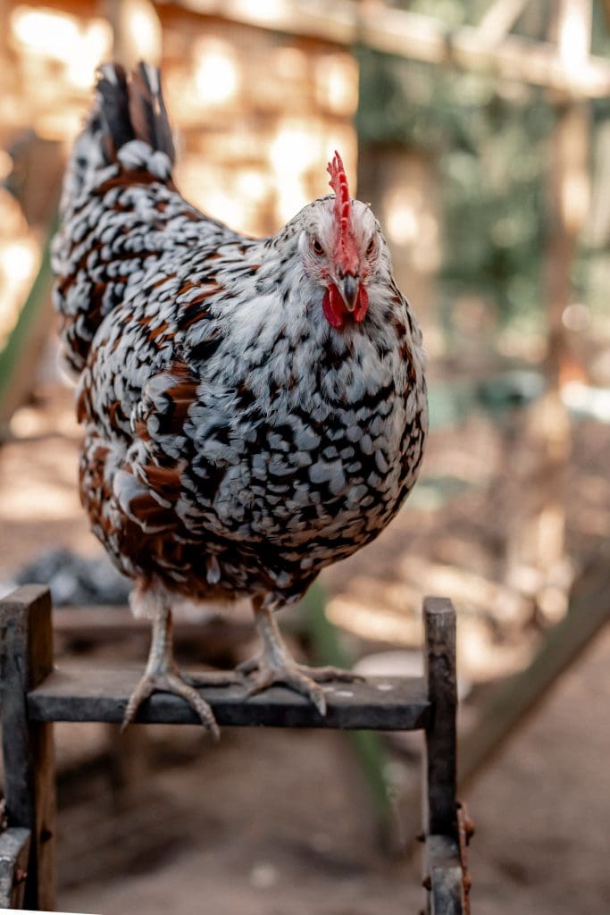 Huhn auf einem Holzstuhl im Gut Leben Berlin, naturverbunden, nachhaltige Landwirtschaft, Tierwohl, biologischer Bauernhof, ökologisch nachhaltig.