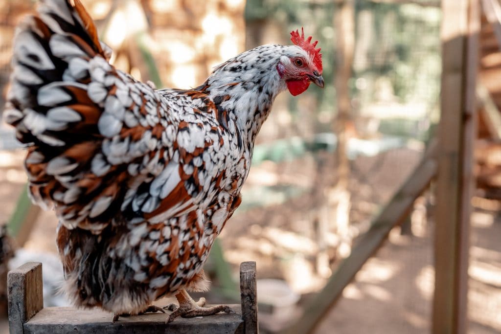 Huhn im Garten, artgerechte Hühnerhaltung, Bio-Eier, nachhaltige Landwirtschaft, Gut Leben Berlin.