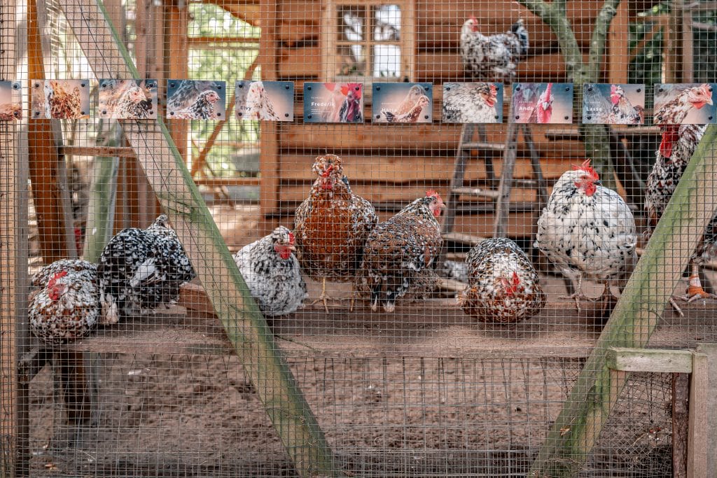 Freilaufende Hühner in Hühnerstall auf Gut Leben Berlin.