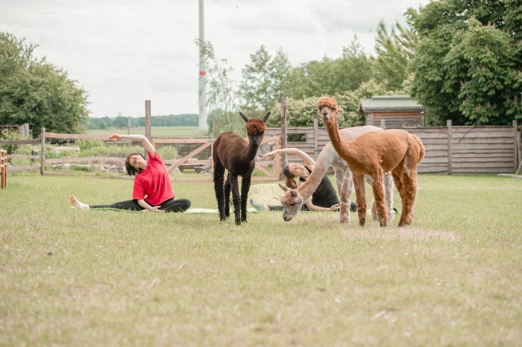 Entspannte Yoga-Session im Gr&uuml;nen mit Lamas auf dem Gut Leben Berlin.
