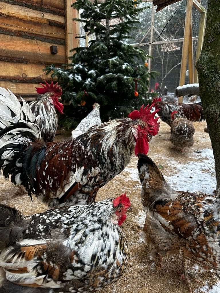H&uuml;hner im winterlichen Tiergarten mit Weihnachtsbaum, nachhaltige Tierhaltung, tierfreundlich, &ouml;kologisch.