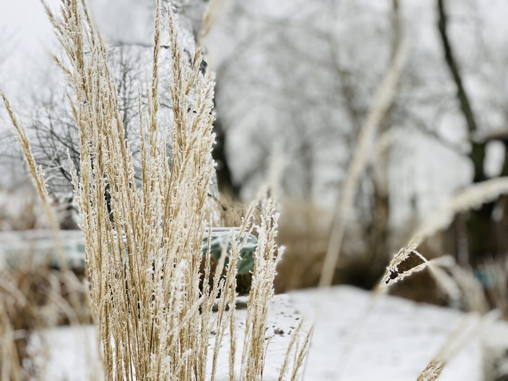 Naturverbundenes Leben im Winter mit frostbedeckten Gr&auml;sern und B&auml;umen in Berlin.