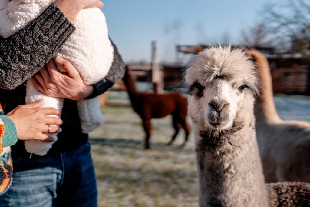 Hochwertiger alpaka baby mit Menschen beim Streicheln, Natur, Tierliebe, Tierheilkunde, Gut Leben, Berlin.