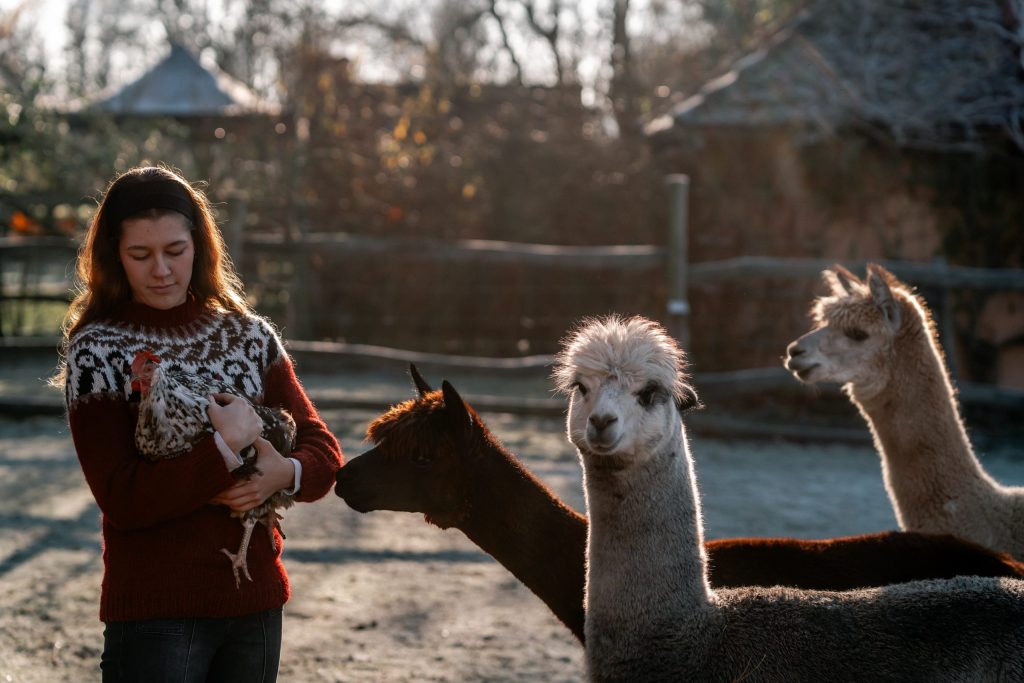 Entspannte Frau f&uuml;ttert Alpakas auf Gut Leben Berlin, nachhaltige Tiererlebnisse und Naturerholung.