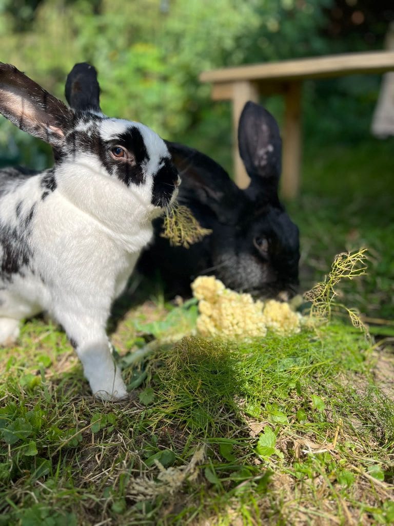 Hast du die Bilderkennung aktiviert? Bitte lade das Bild hoch, damit ich die SEO-Texte erstellen kann.