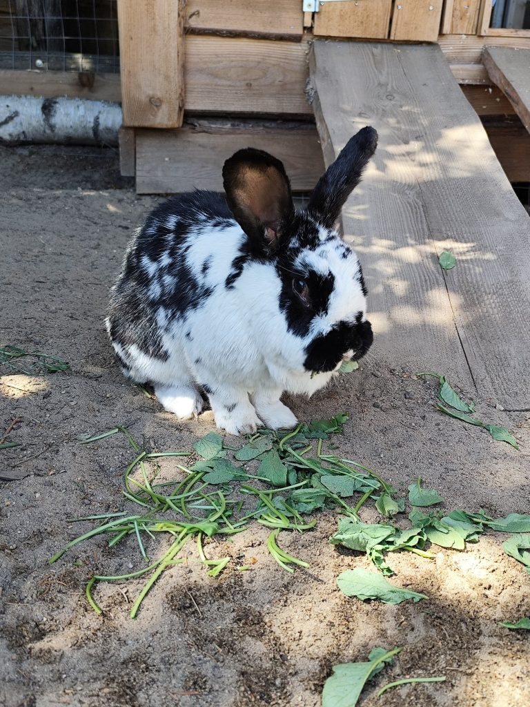 H&auml;schen mit schwarzen und wei&szlig;en Fell, gem&uuml;tlich im Garten, essend auf sandigem Boden, in nat&uuml;rlicher Umgebung.