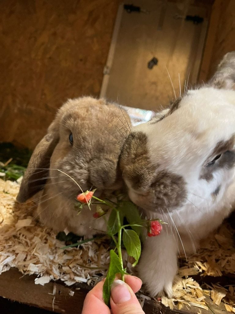 Niedliches Kaninchen frisst frische Himbeeren im Gehege.