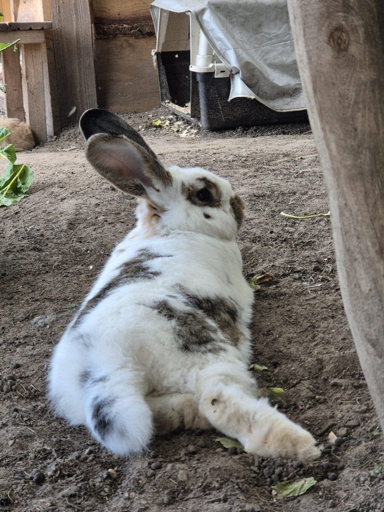Entspannter Hase auf Naturboden in l&auml;ndlicher Umgebung.