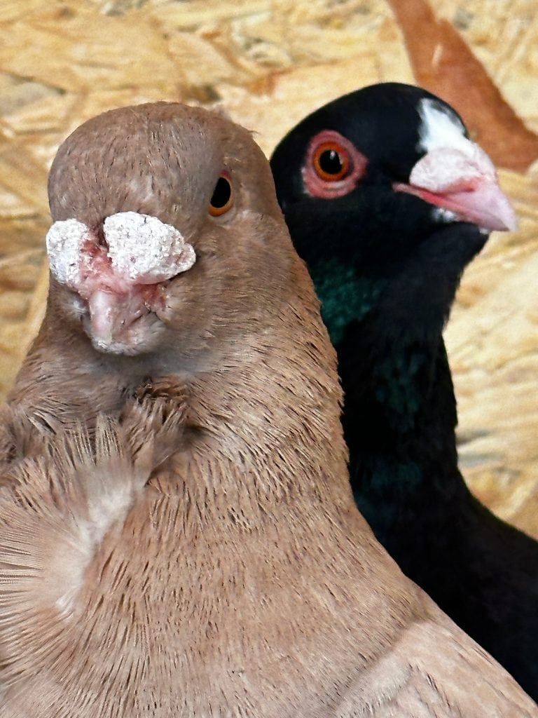 V&ouml;gel im Naturschutzgebiet, Tierwelt, Naturerlebnis, Artenschutz, Umweltbewusstsein, nachhaltige Tierhaltung.
