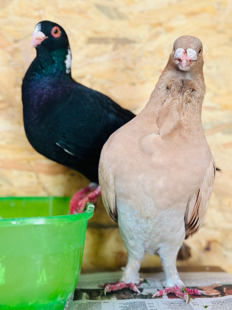 Zwei Tauben, eine schwarze mit leuchtendem Gefieder und eine beige, stehen vor einem Holz-Hintergrund.