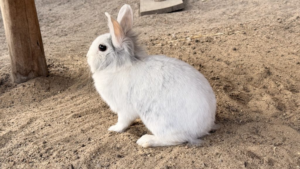 Alter Hase in nat&uuml;rlicher Umgebung auf Gut Leben Berlin.