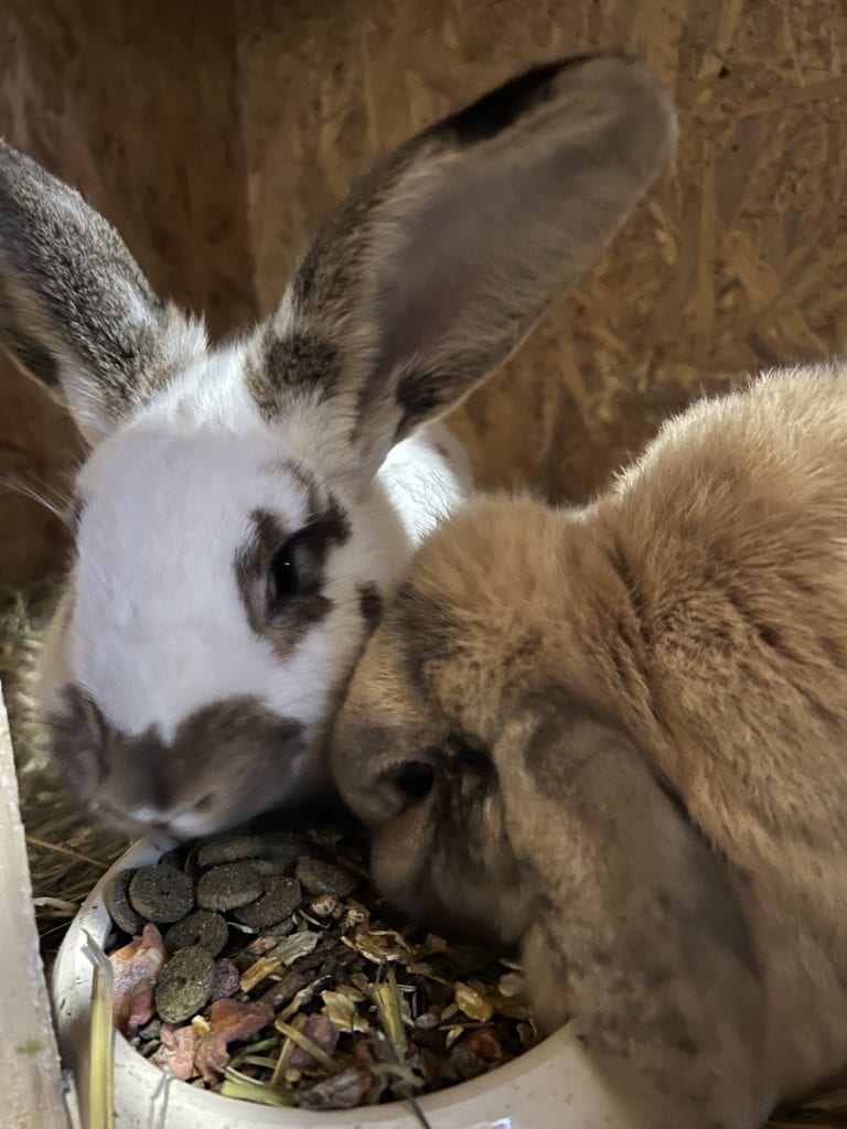 Nat&uuml;rliche Kaninchenhaltung bei Gut Leben in Berlin.