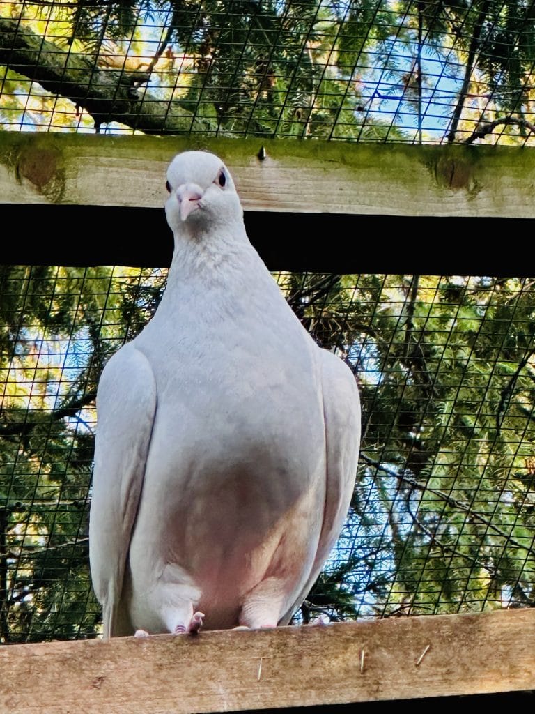 Freiflugtaube im Vogelvoliere, Naturerlebnis f&uuml;r nachhaltige Tierhaltung.