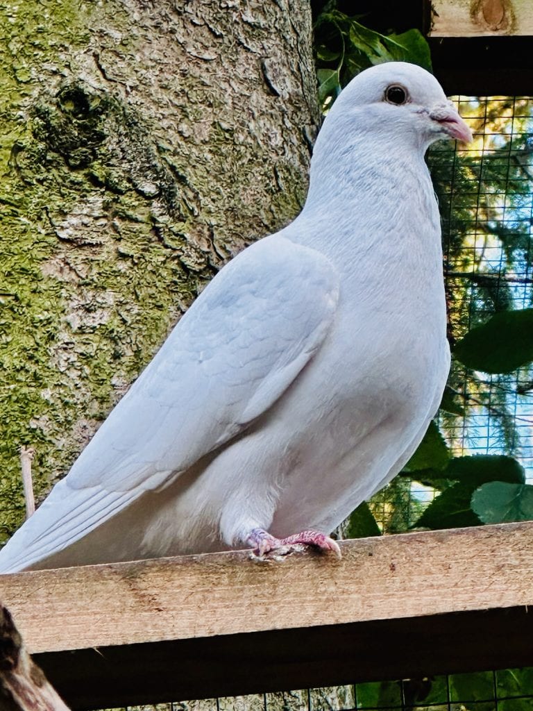 Wei&szlig;e Taube auf Holzbrett, Lebensraum im Tierpark, symbolisiert Frieden und Natur-Umweltbewusstsein.