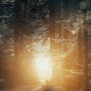 Sonnenaufgang im winterlichen Wald, natürliche Ruhe und Entspannung, nachhaltiges Leben, Naturverbundenheit.