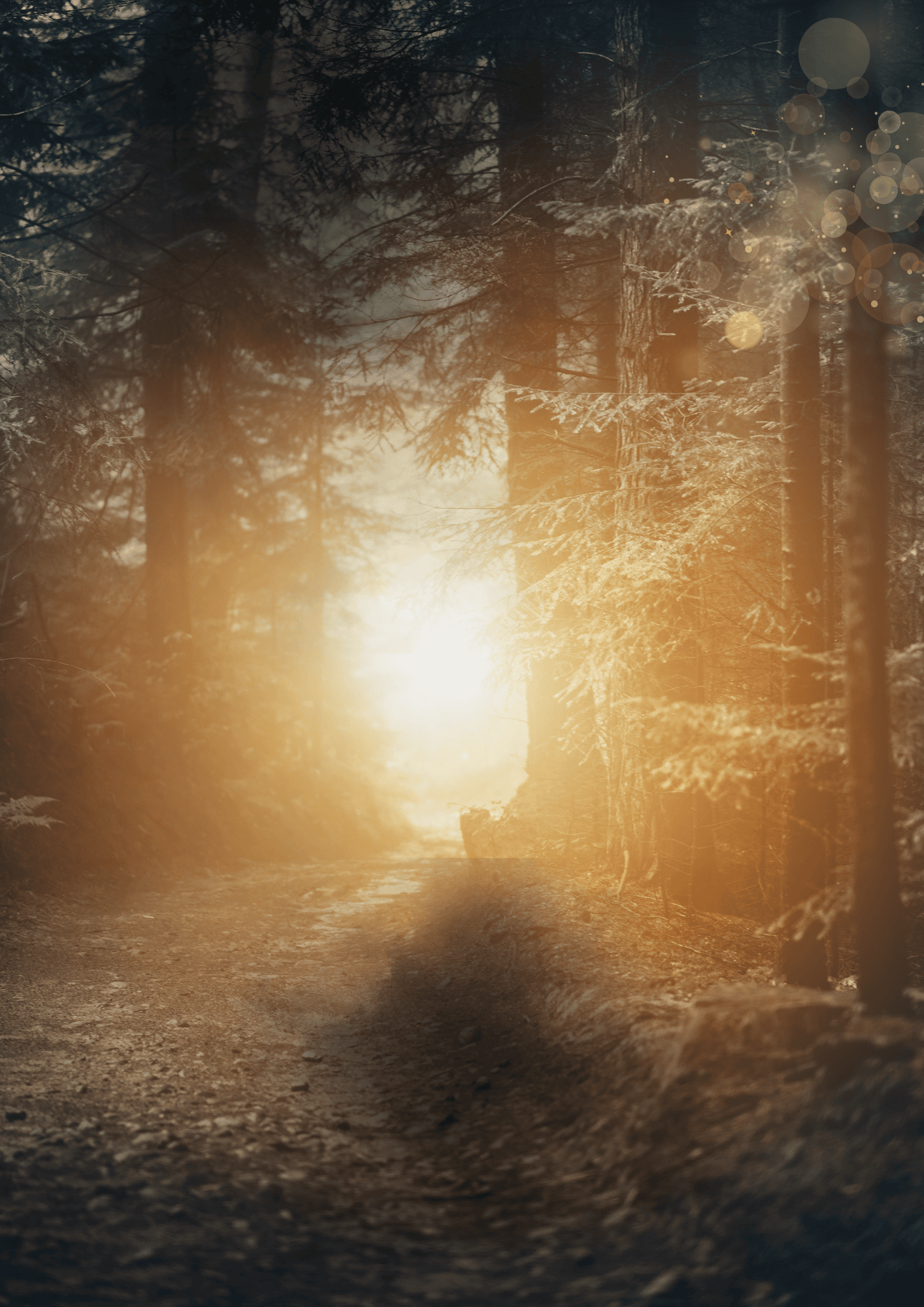 Sonnenaufgang im winterlichen Wald, natürliche Ruhe und Entspannung, nachhaltiges Leben, Naturverbundenheit.