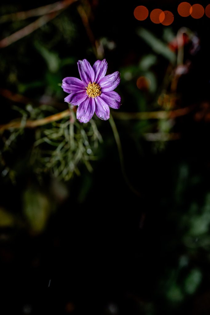 Bunte Alpenveilchen bl&uuml;hen in dunklem Hintergrund, Natur, Bl&uuml;te, Garten, Wildpflanze.