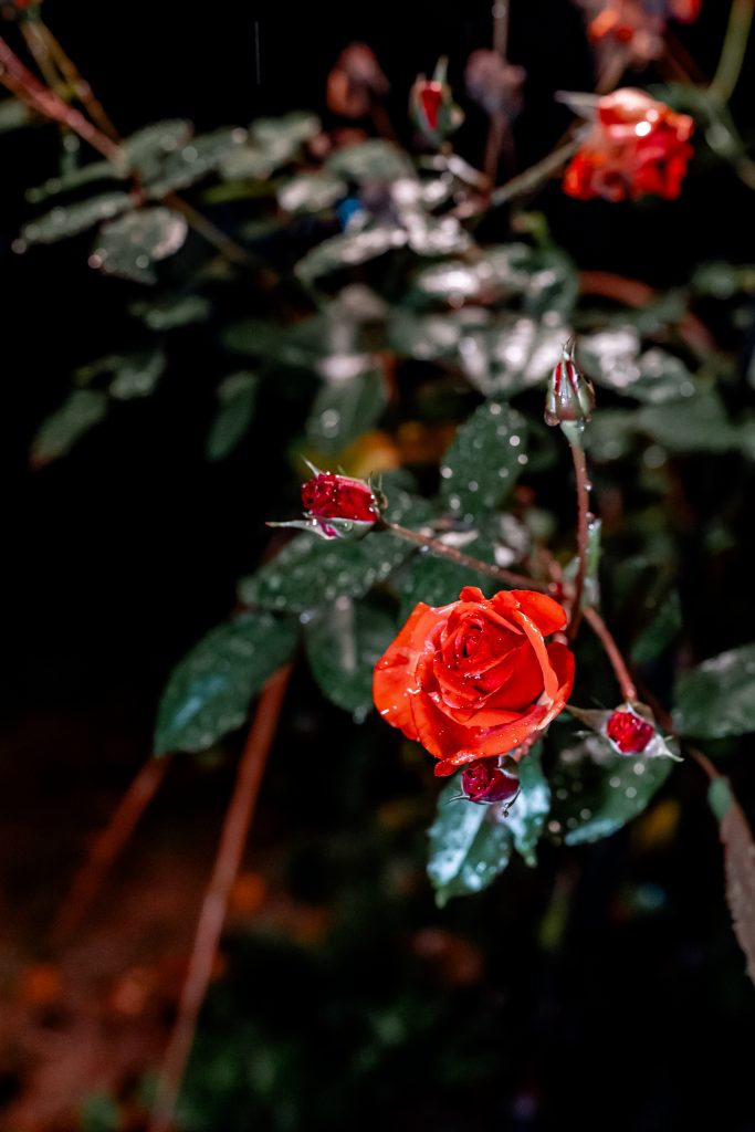 Rote Rosen mit Regen auf dunklem Hintergrund, Symbol f&uuml;r Naturverbundenheit und Pflege.