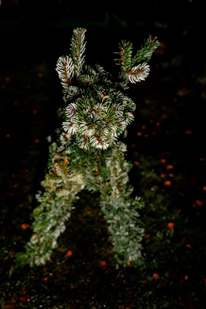 ImmergrĂĽner NadeldĂĽnger im Garten, nachhaltige Pflanzenpflege bei Gut Leben.