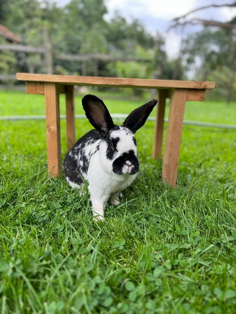 Fr&uuml;hst&uuml;ckshase unter einem Holzst Meldtle in gr&uuml;nem Gras, Natur, Tier, l&auml;ndlich, Outdoor, nachhaltige Landwirtschaft, Idylle, Tierhaltung, Tierwohl, Kaninchen, Naturerlebnis.