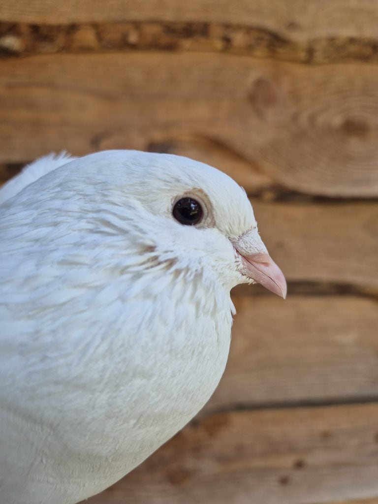 V&ouml;gel, Taube, Natur, Haustier, Gut Leben Berlin.