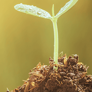 Kleine Sprosse mit Wassertröpfchen auf Blättern, Symbol für nachhaltiges Gärtnern.