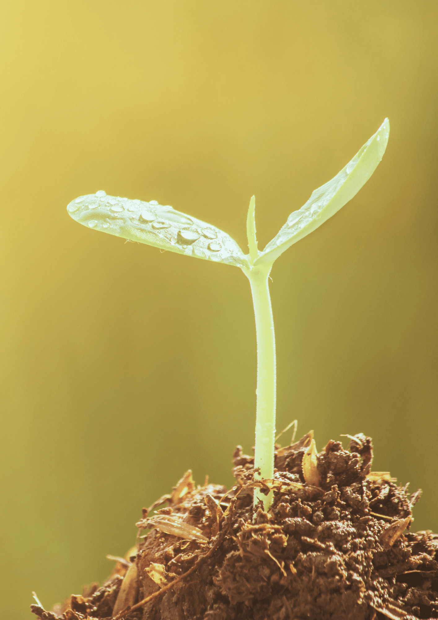 Kleine Sprosse mit Wassertröpfchen auf Blättern, Symbol für nachhaltiges Gärtnern.