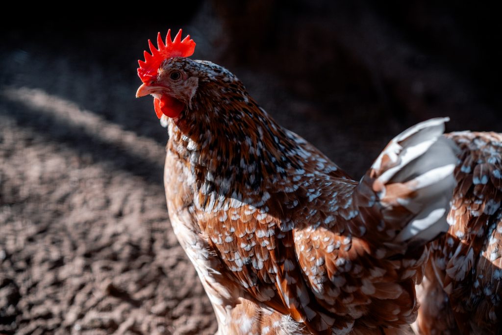 Huhn mit braunem Gefieder und roter Kamm, Natürliche Haltung, Fokus auf artgerechte Tierhaltung.