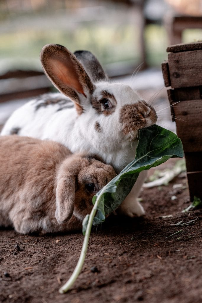 Entspannte Zwergkaninchen im Tierhof Berlin, Naturerlebnis und artgerechte Haltung.