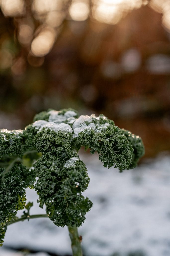 Frischer Grünkohl mit Frost, gesunde Wintergemüse.