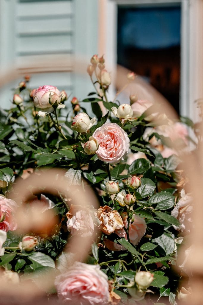 Rosen im Blumengarten für ein gesundes Leben, Natur, Wohlbefinden, Entspannung, Gartenpflege.