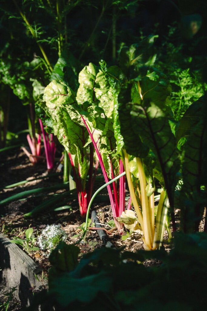Frischer Rhabarber im Bio-Garten bei Gut Leben in Berlin.