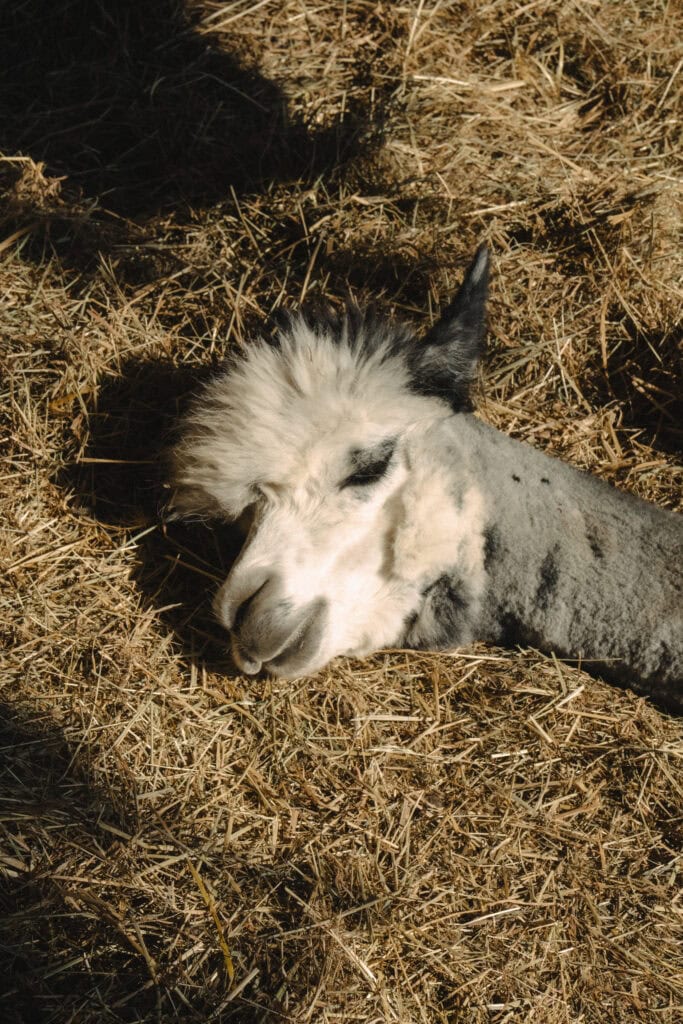 Liegendes Lama auf Stroh, entspannt und ruhig, Naturaufnahme.