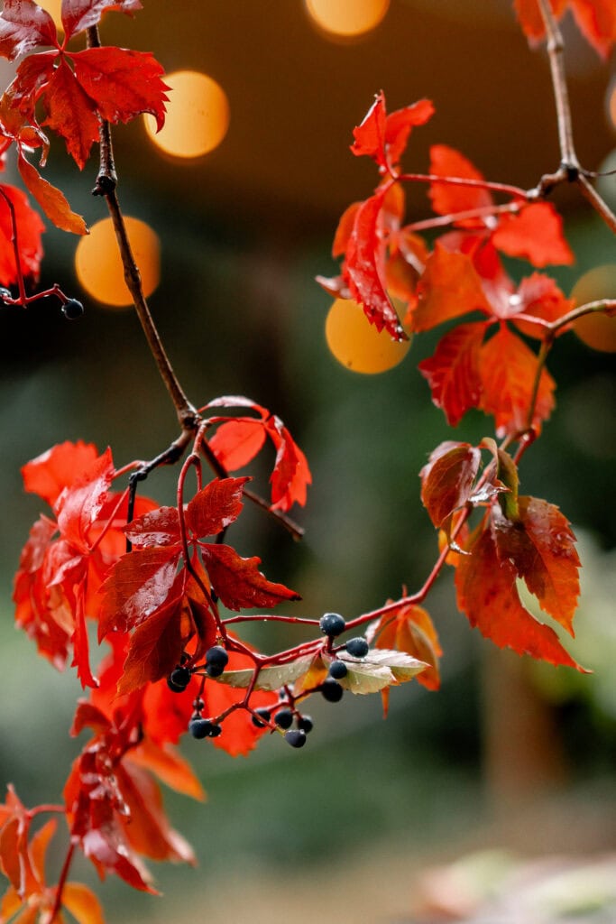 Rote und schwarze Beeren an einem Ast mit herbstlichen Blättern.