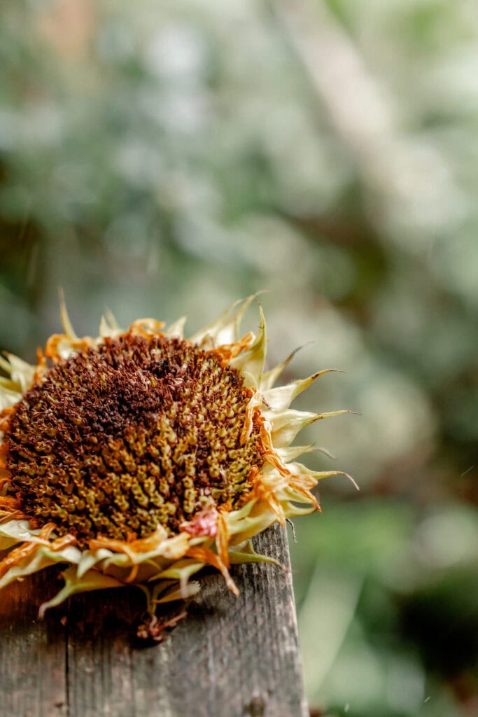 Verwelkte Sonnenblume auf Holzsteg mit unscharfem Gartenhintergrund.