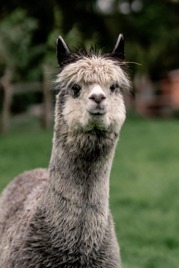 Lama vor grünem Hintergrund auf Gut Leben Berlin.