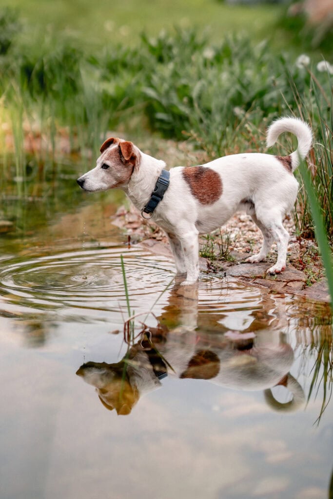 Hund trinkt Wasser im See, Natur, Tier, Erholung, Outdoor.