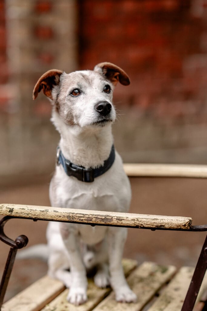Hunde im Garten bei Gut Leben Berlin, entspannt und neugierig.