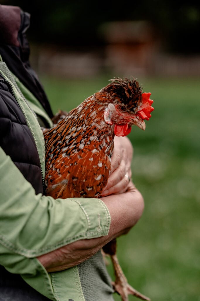 Huhn in den Armen gehalten, nachhaltige Landwirtschaft bei Gut Leben.